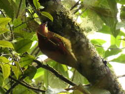 Image of Crimson-mantled Woodpecker