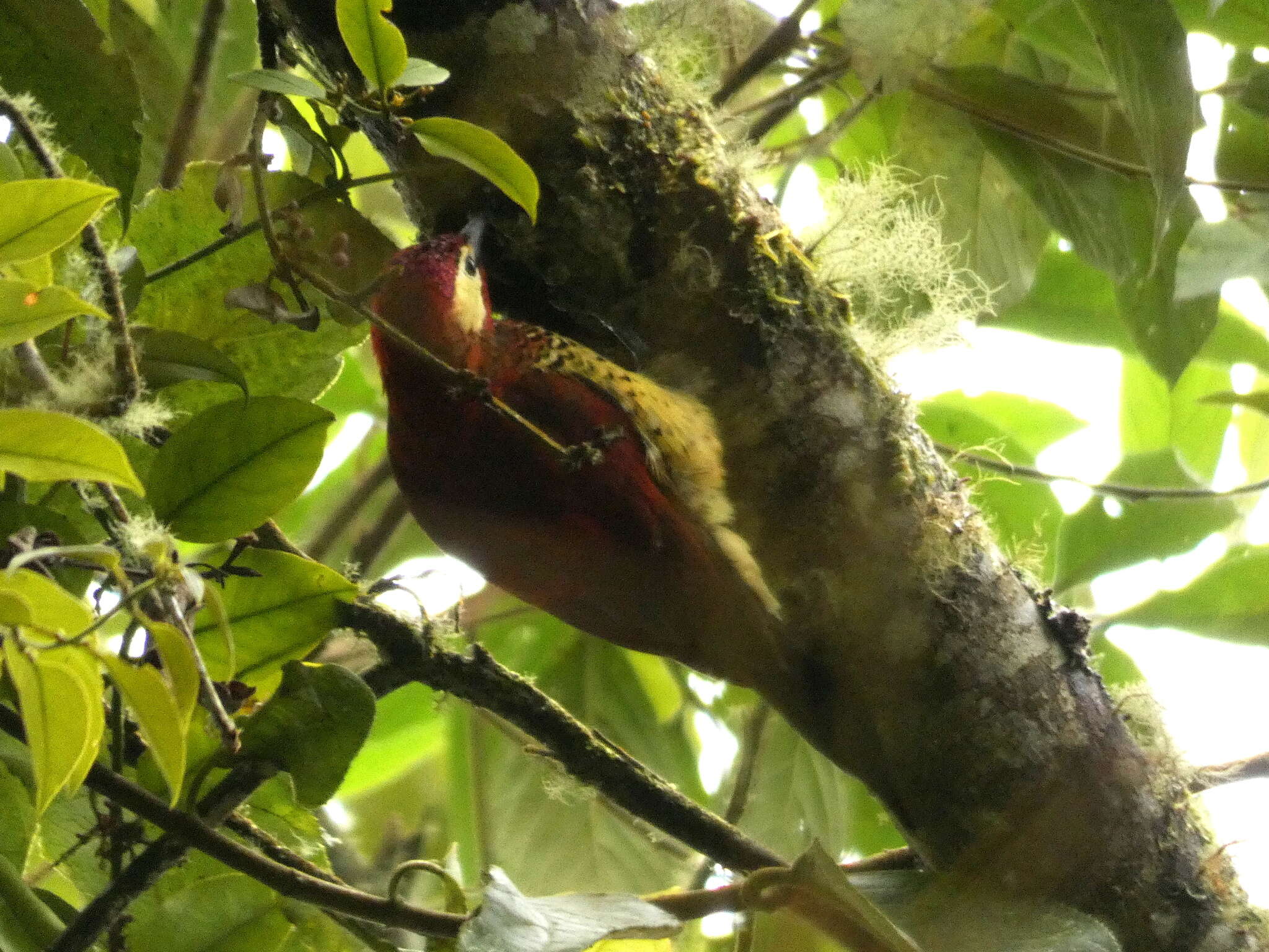 Image of Crimson-mantled Woodpecker