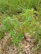 Amaranthus australis (A. Gray) Sauer resmi