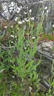 Image of Rhodanthe stricta (Lindl.) P. G. Wilson