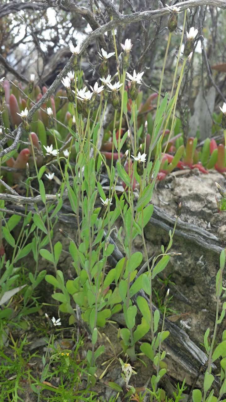 Imagem de Rhodanthe stricta (Lindl.) P. G. Wilson