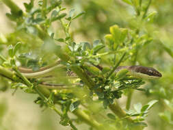 Image of Eastern Stripe-bellied Sand Snake