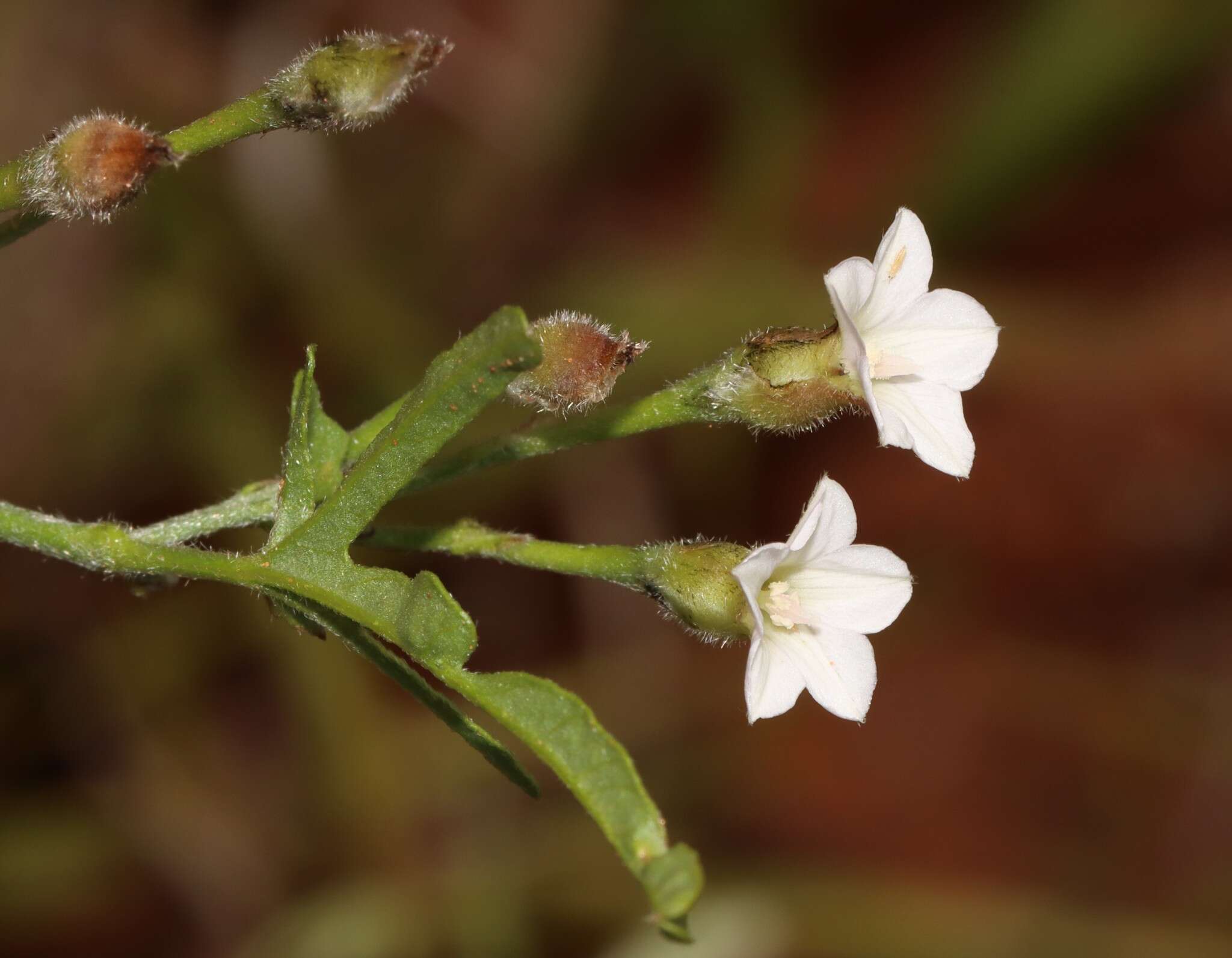 Image of Convolvulus clementii Domin