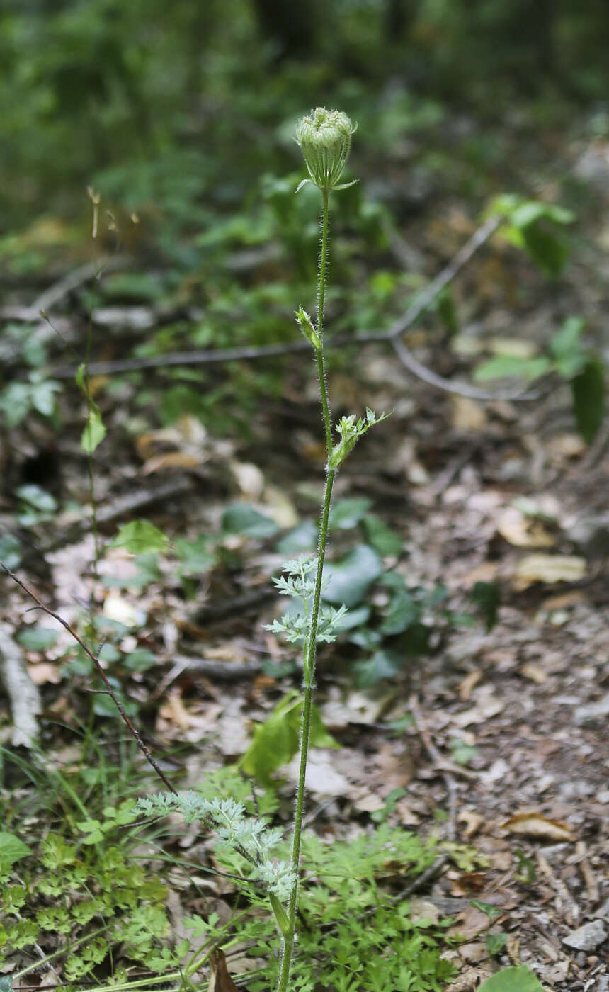 Imagem de Silphiodaucus hispidus