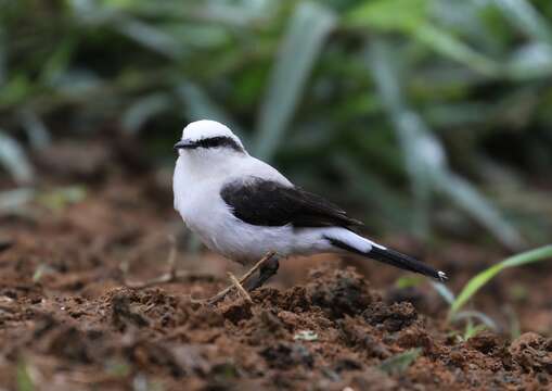 Image of Fluvicola Swainson 1827