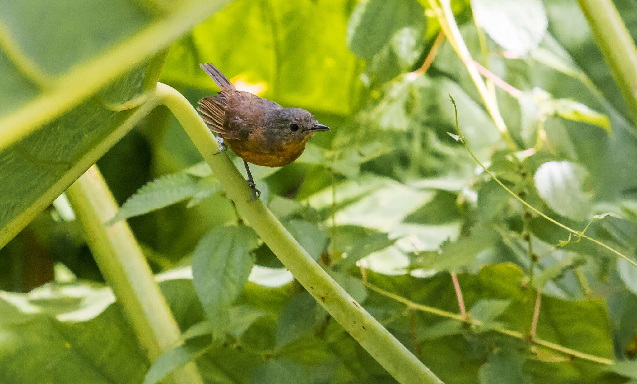 Image of Parker's Antbird