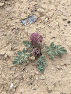 Image of bulbous springparsley