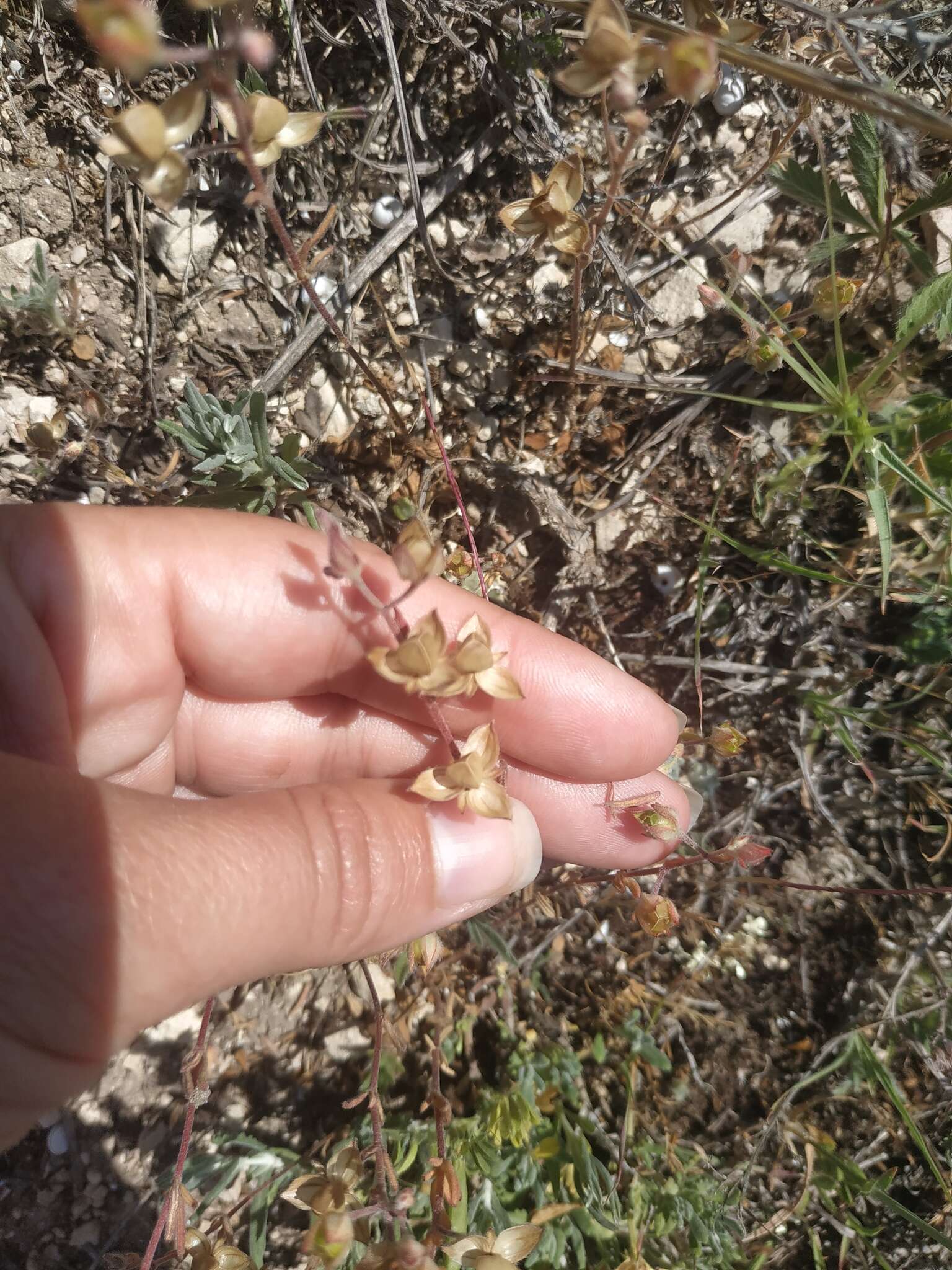 Image of willowleaf frostweed