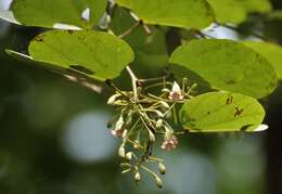 Imagem de Bauhinia malabarica Roxb.