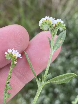 Image of Euploca ovalifolia (Forsk.) Diane & Hilger