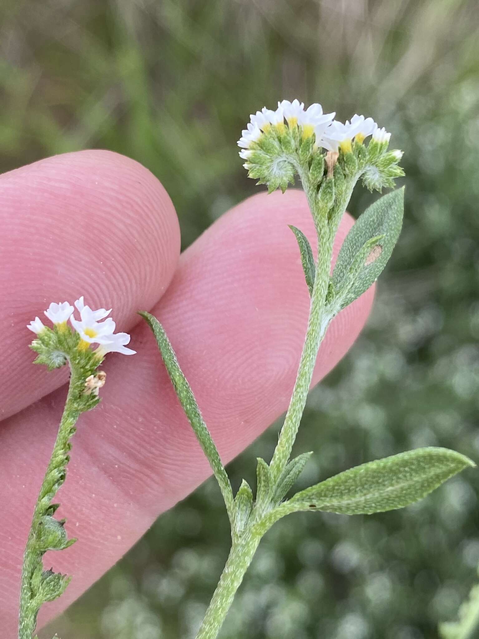 Image of Euploca ovalifolia (Forsk.) Diane & Hilger