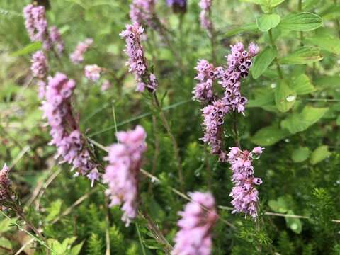 Image of Erica spiculifolia Salisb.