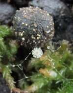 Image de Coprinellus pusillulus (Svrček) Házi, L. Nagy, Papp & Vágvölgyi 2011