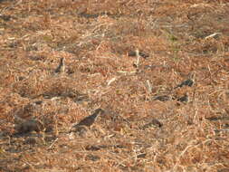 Image of Elegant Quail