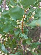 Image of Hakea undulata R. Br.