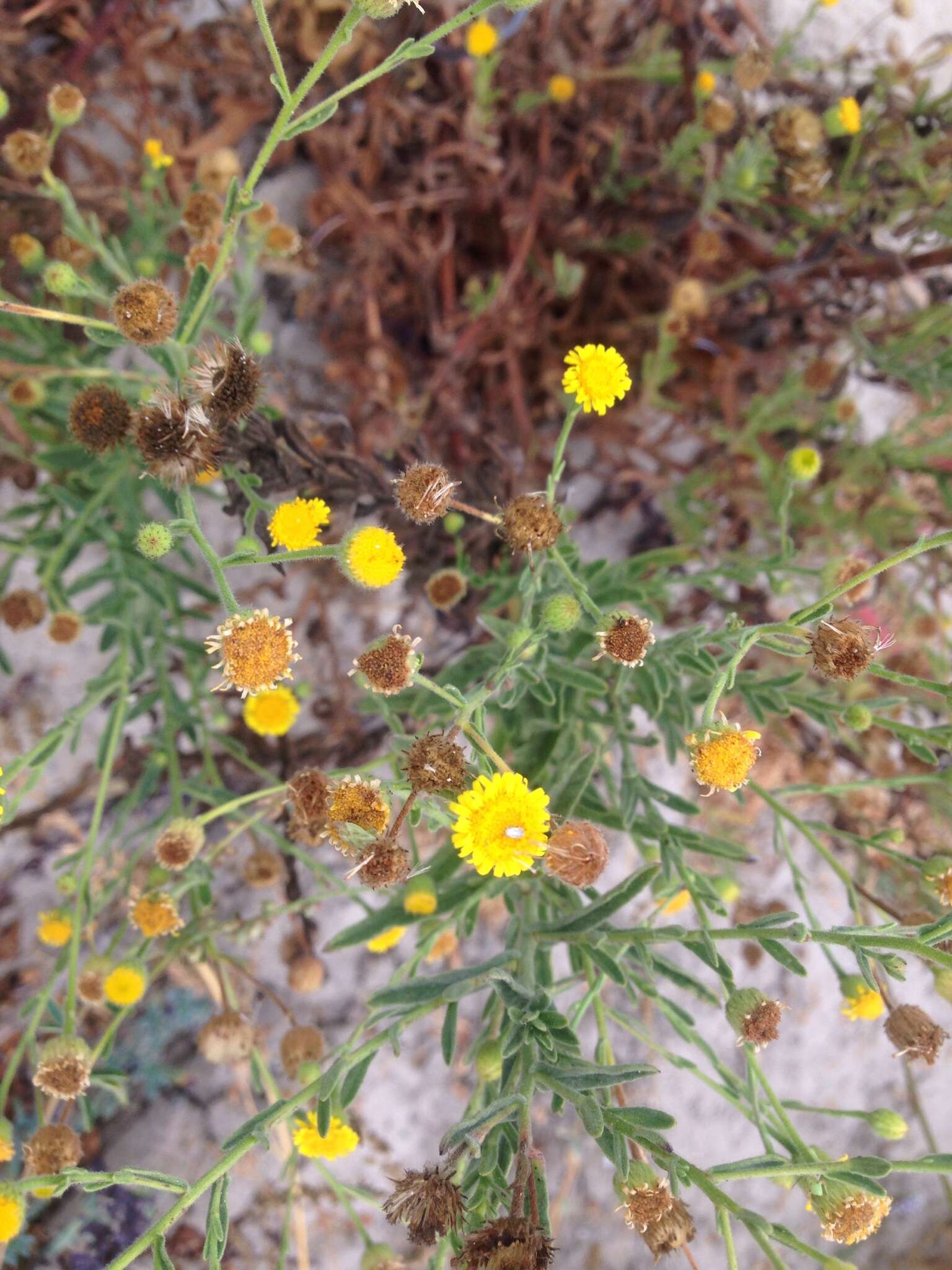 Imagem de Pulicaria paludosa Link