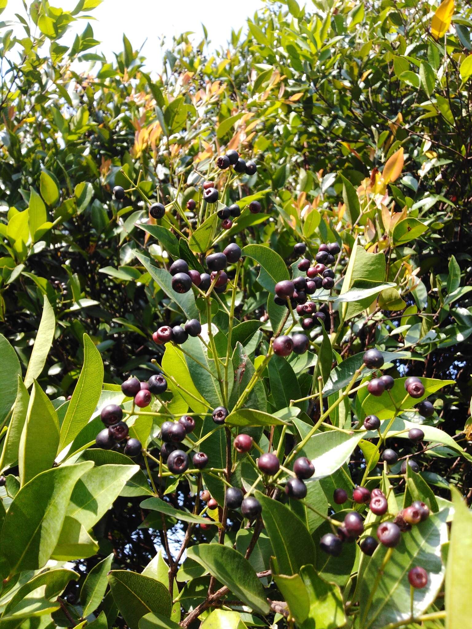 Image of Syzygium myrtifolium Walp.