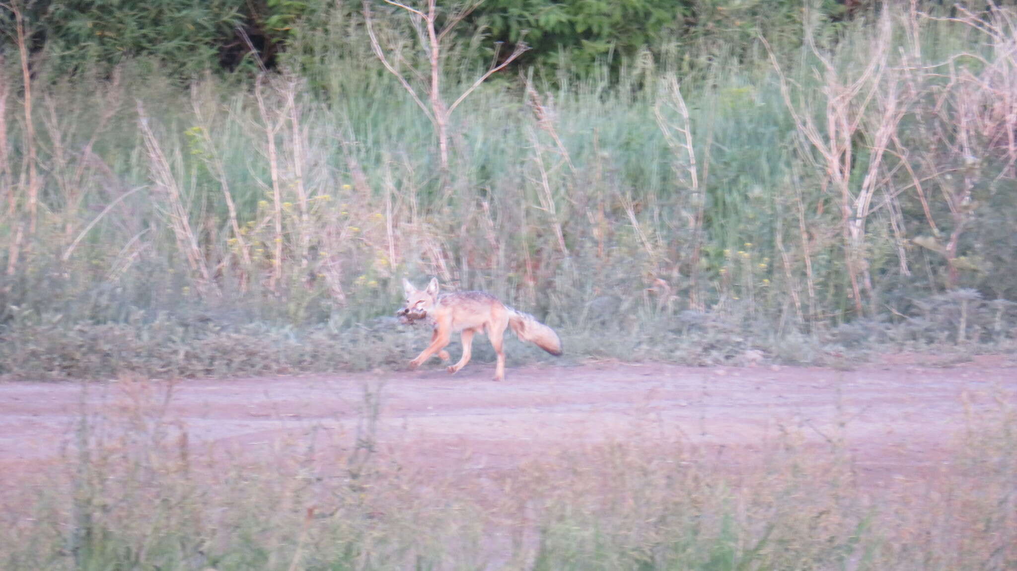 Image of Corsac Fox