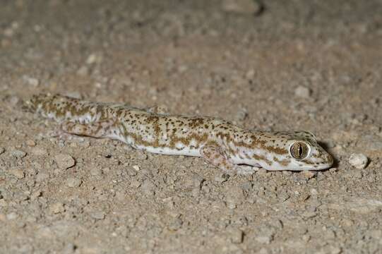 Image of Tesselated Gecko