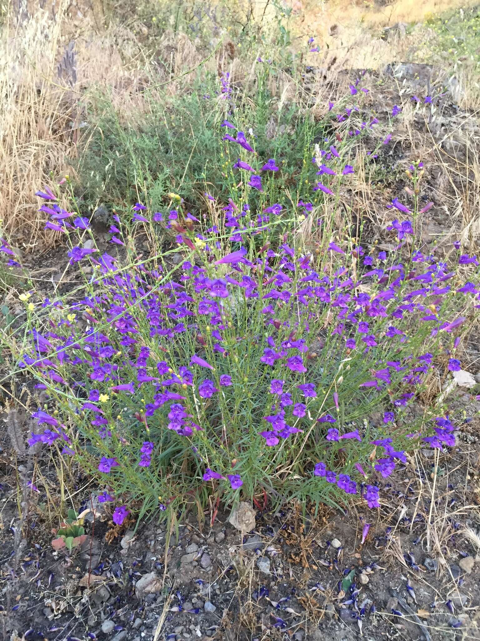 Image of foothill beardtongue