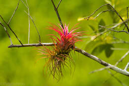 Imagem de Tillandsia brachycaulos Schltdl.