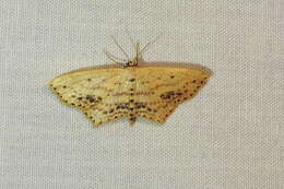 Image of Frosted Tan Wave Moth