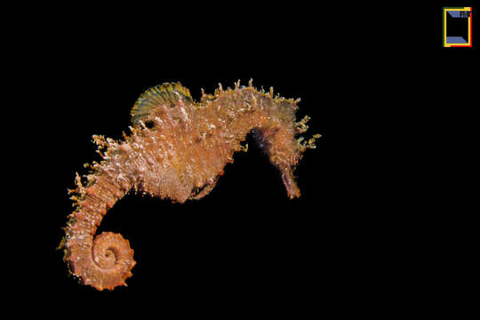 Image of Sea Horse