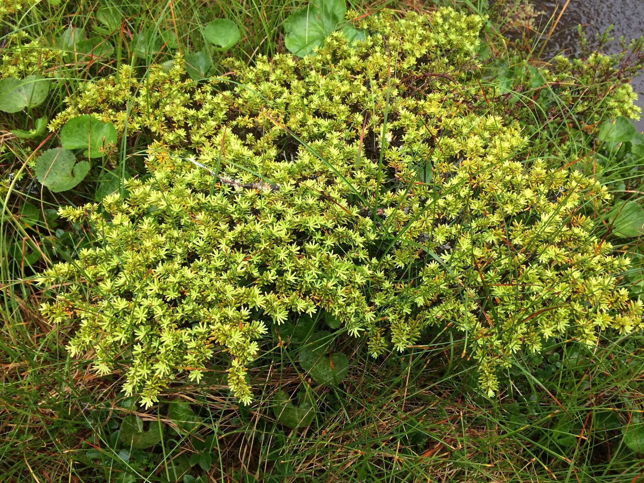 Image of Mountain Hemlock