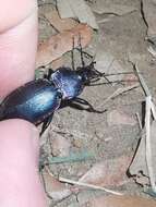 Image of Carabus (Megodontus) violaceus picenus A. & G. B. Villa 1838