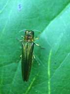 Image of Emerald ash borer