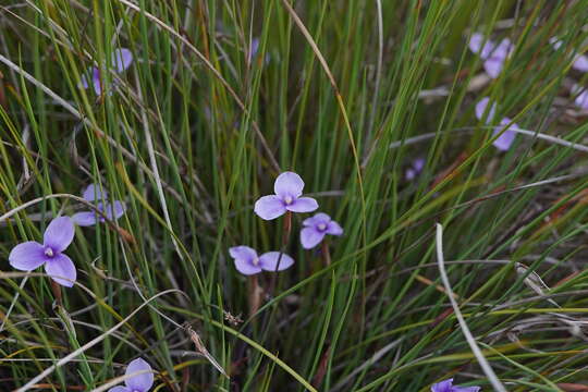 Image of Patersonia fragilis (Labill.) Asch. & Graebn.