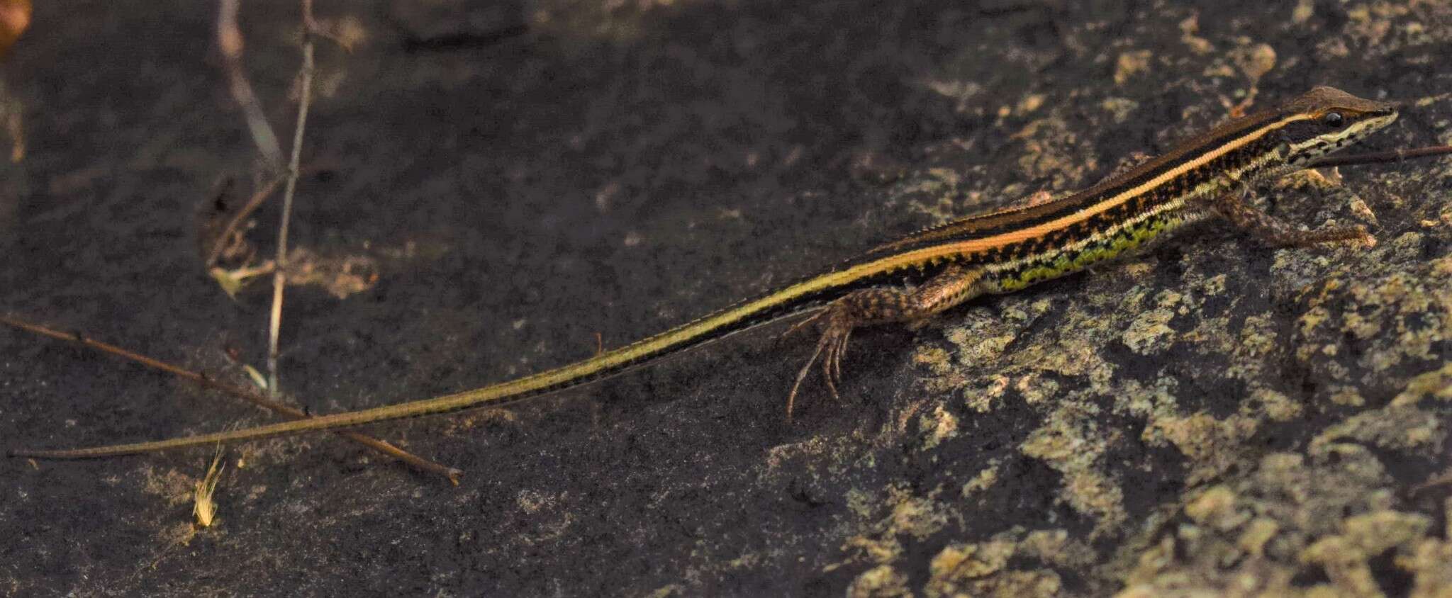 Image de Ophisops leschenaultii (Milne-edwards 1829)