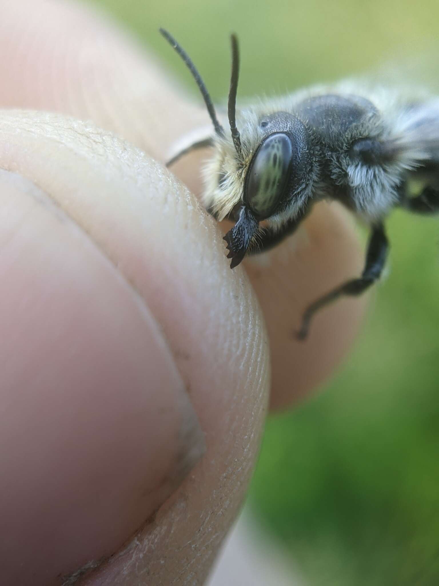 Imagem de Megachile addenda Cresson 1878