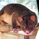 Image of Mountain Brushtail Possum