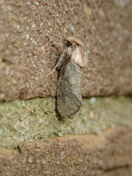 Image of Acrolophus arcanella Clemens 1859