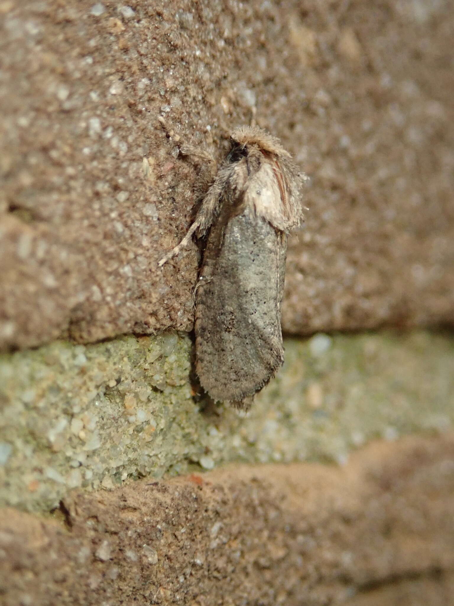 Plancia ëd Acrolophus arcanella Clemens 1859