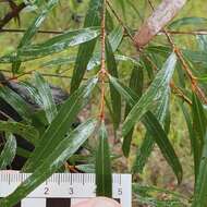 Image of Angophora bakeri E. C. Hall