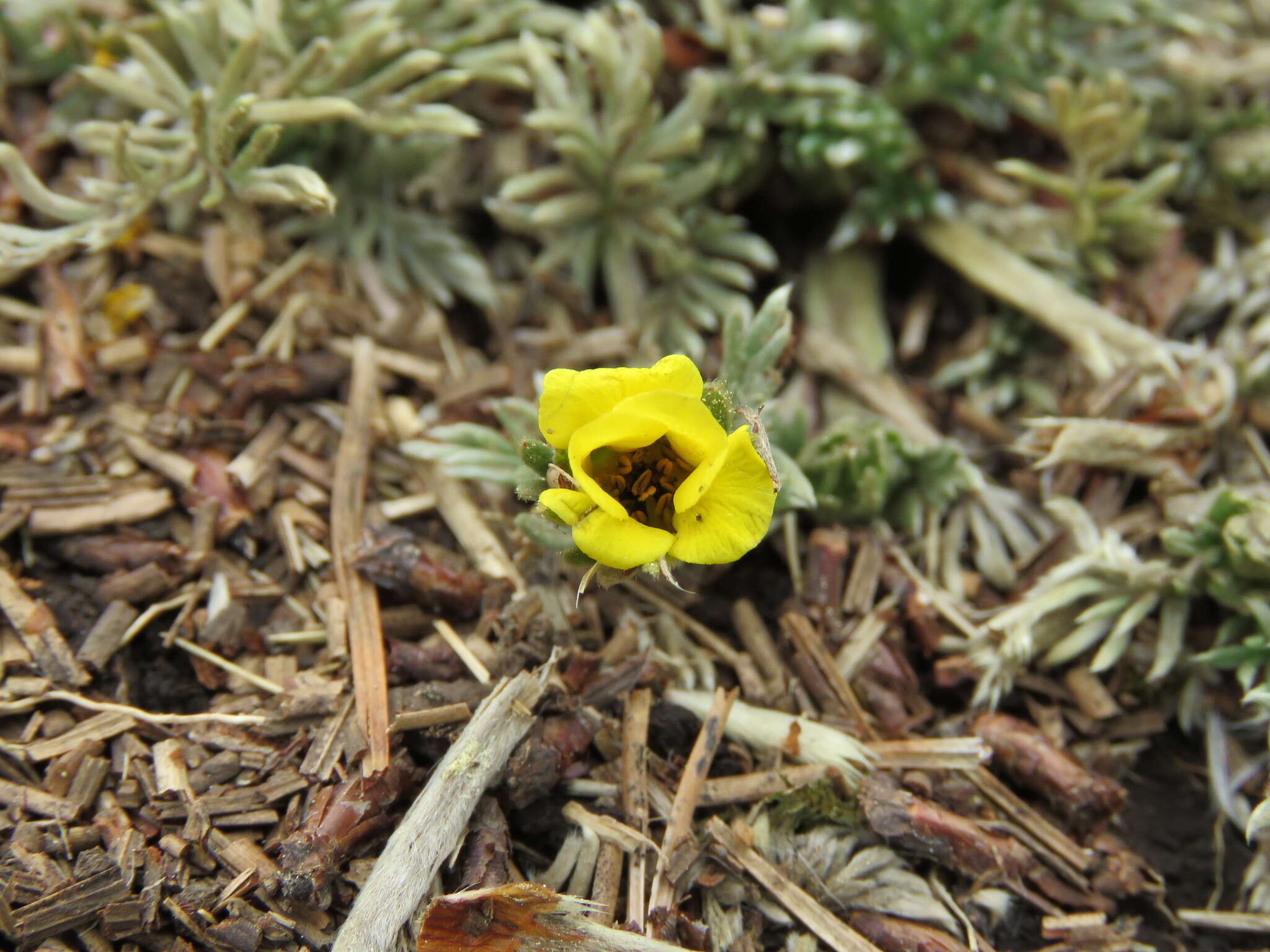 Image of Potentilla candicans Humb. & Bonpl. ex Schltdl.