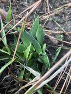 Imagem de Panicum sphaerocarpon Elliott