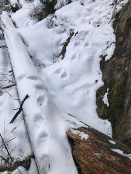 Image of Eurasian lynx