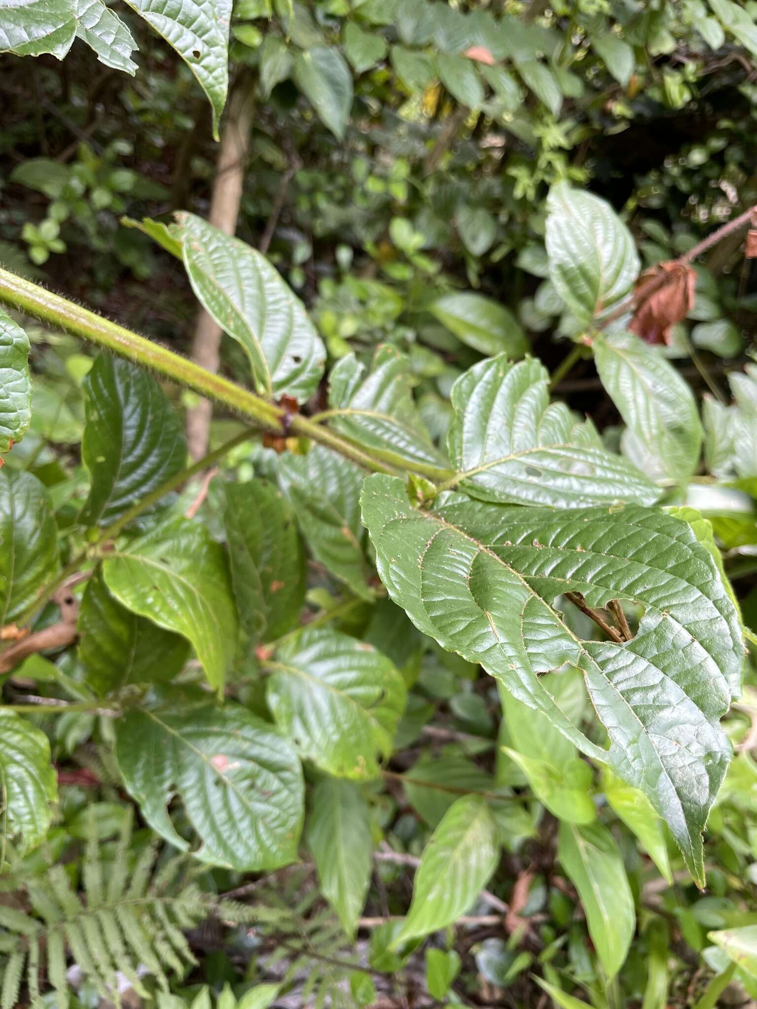 Image of Uncaria lanosa var. appendiculata (Benth.) Ridsdale