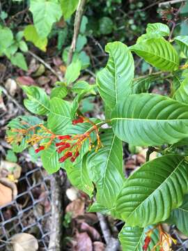 Plancia ëd Palicourea crocea (Sw.) Schult.