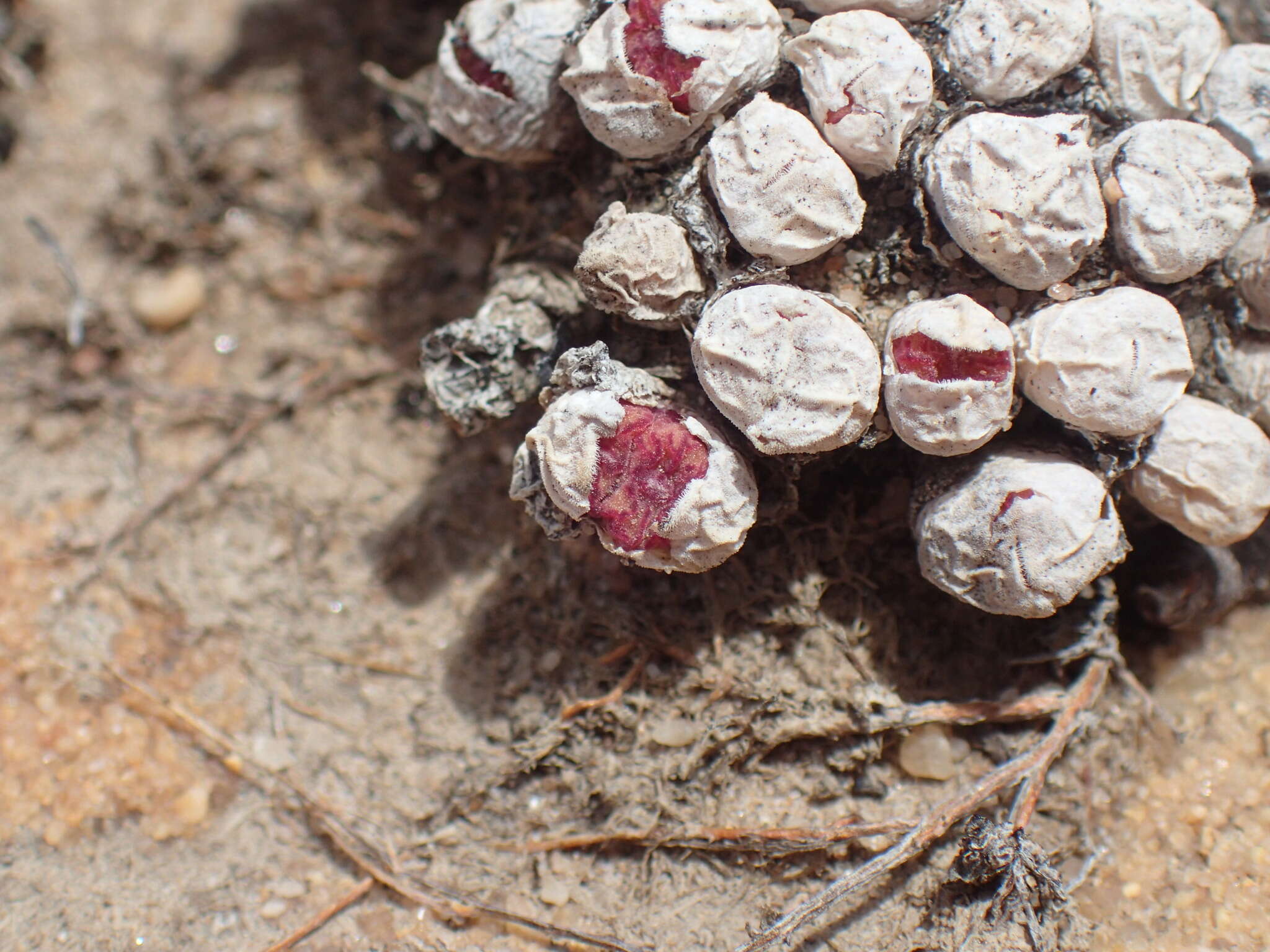 Image of Conophytum obcordellum subsp. rolfii (De Boer) S. A. Hammer