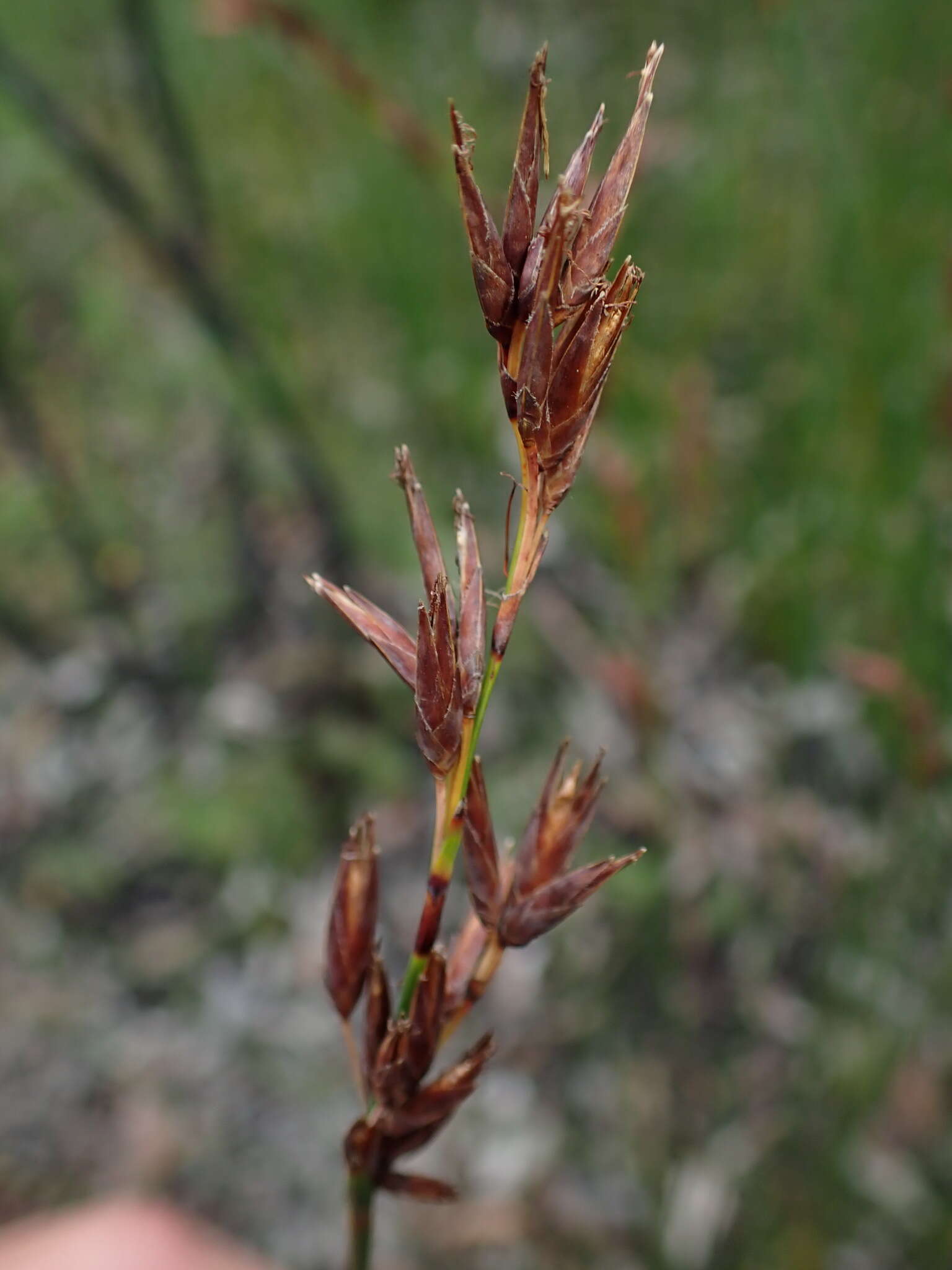 Image of Schoenus brevifolius R. Br.