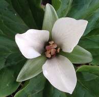 Trillium chloropetalum var. giganteum (Hook. & Arn.) Munz resmi