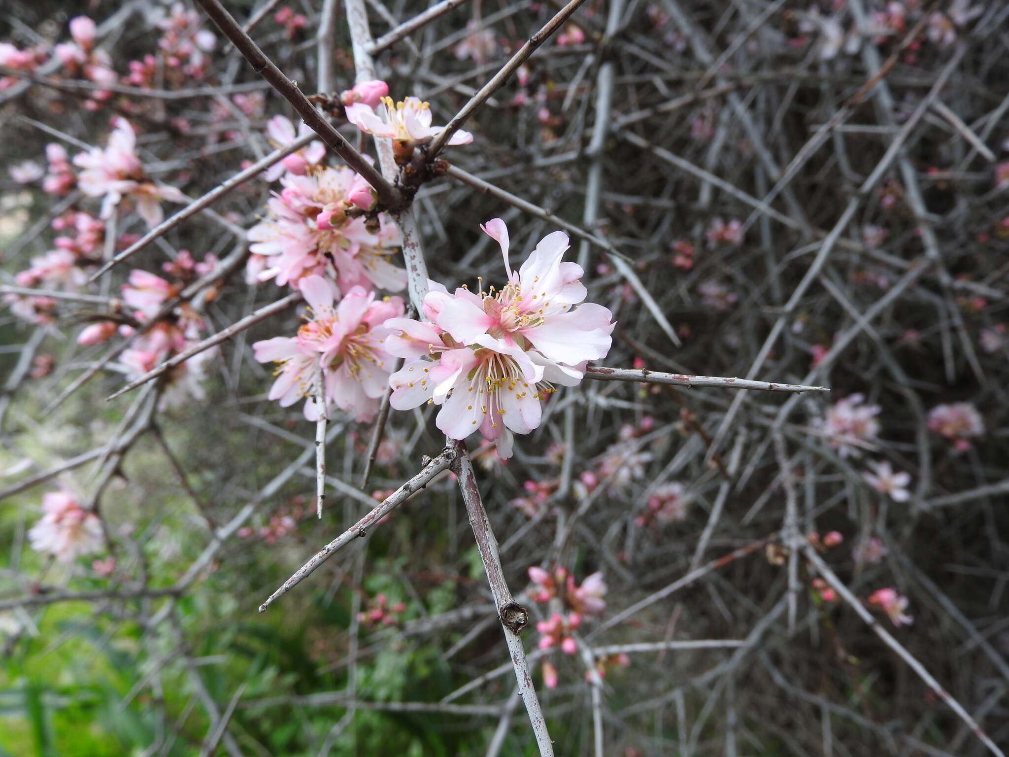 Imagem de Prunus webbii (Spach) Vierh.