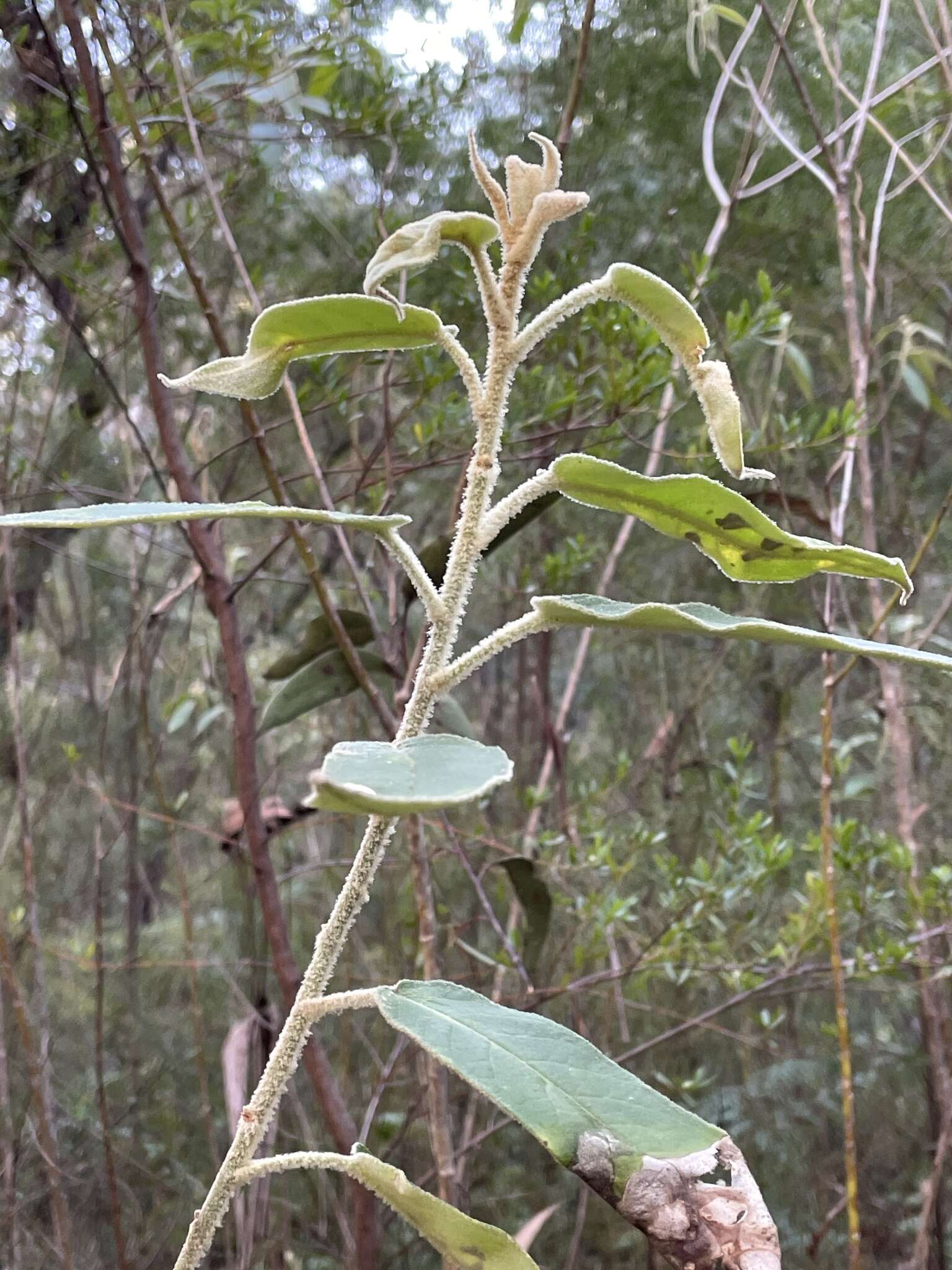 Image of Astrotricha floccosa DC.