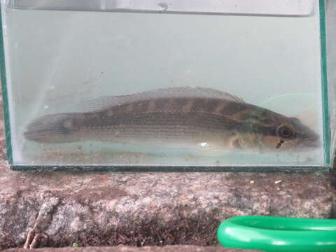 Image of Pike cichlid