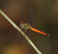 Image of Lyriothemis meyeri (Selys 1878)