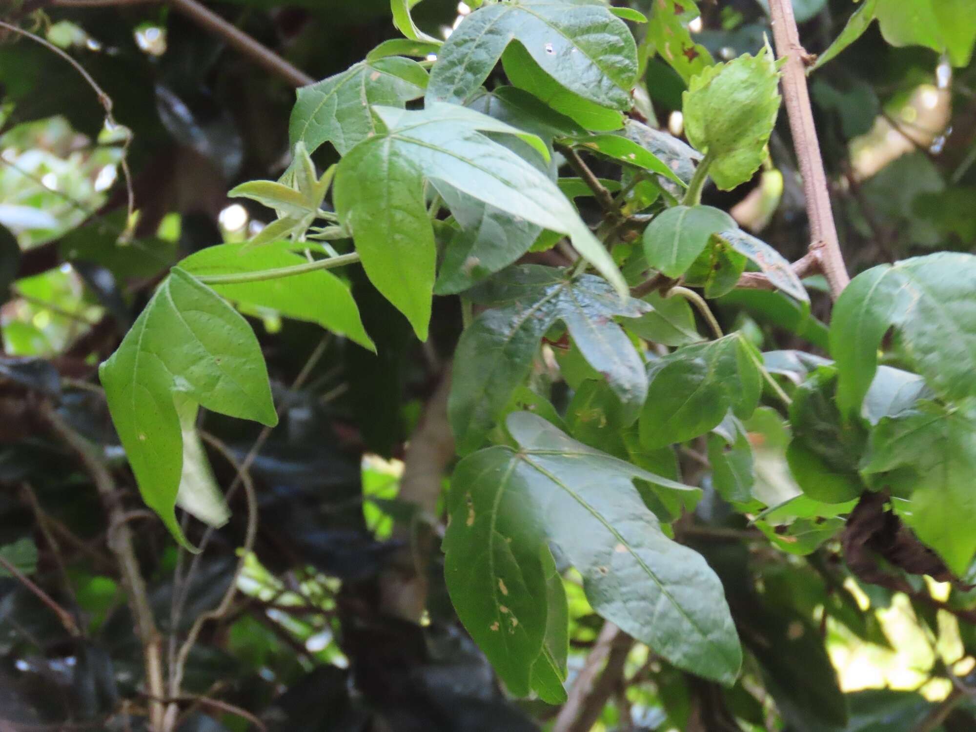 Image de Gossypioides kirkii (Mast.) Skovsted